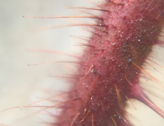 Trichomes on reeds to repel insects amongst other things,