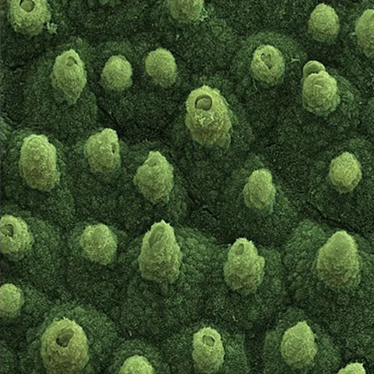 Electron microscope view of lotus water repellant surface
