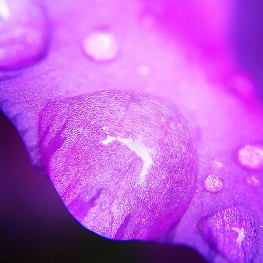  Water droplets (Martha Sullivan) 
