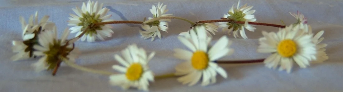 Daisy Chain Networking and Arachnid Musicians