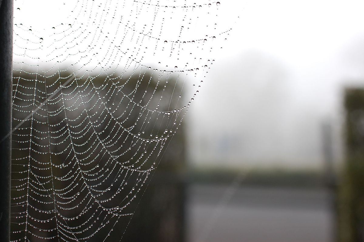 Spiderweb By Wusel007 Own work, CC BY-SA 3.0, httpscommons.wikimedia.orgwindex.phpcurid=6980866.jpg
