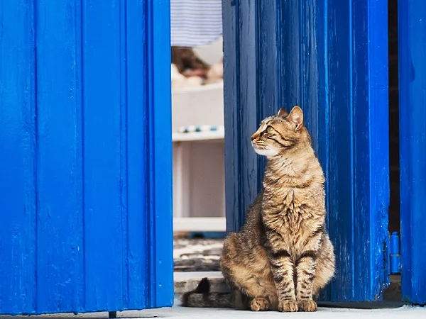 Fiction - Les chatons du checkpoint