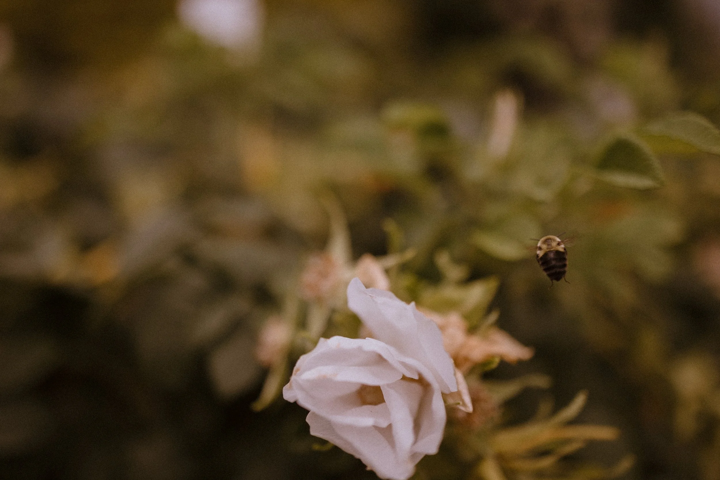 alentzphoto-49.jpg