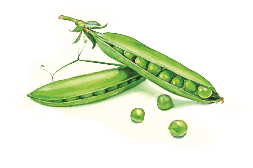 What's In Season