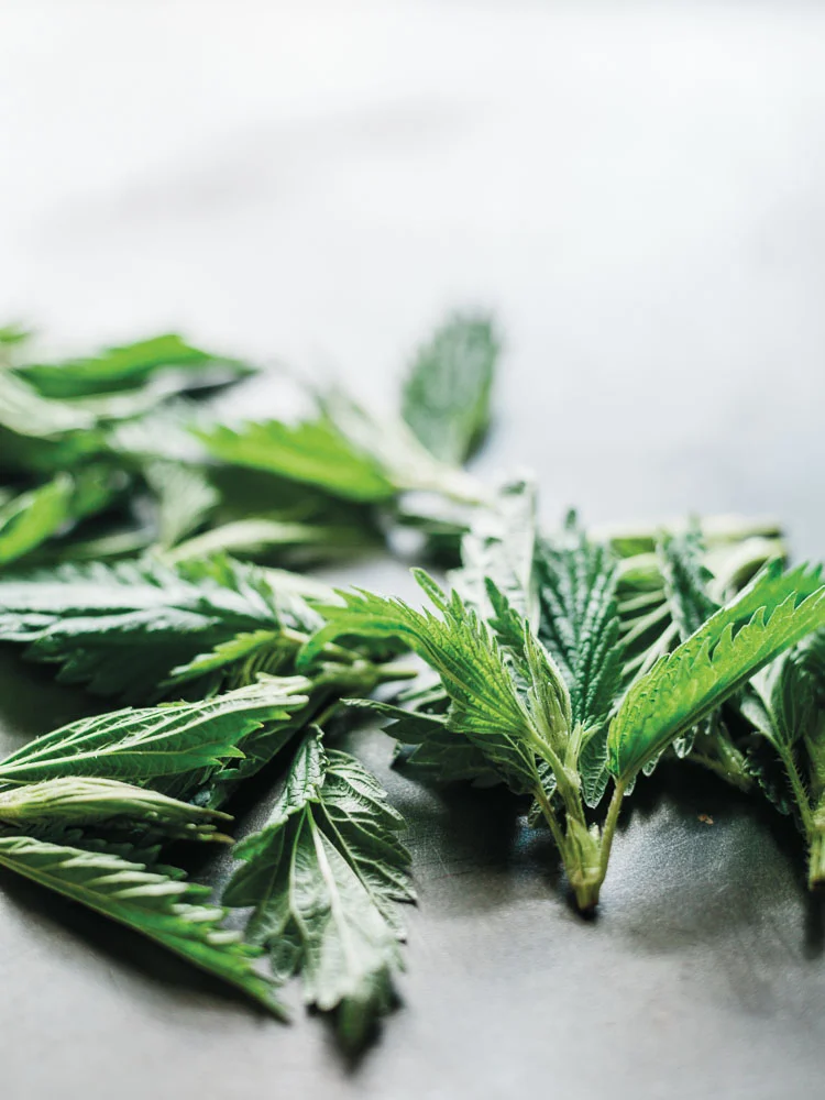 Edible Drinks: Nettles, the Tasty Sting of Spring
