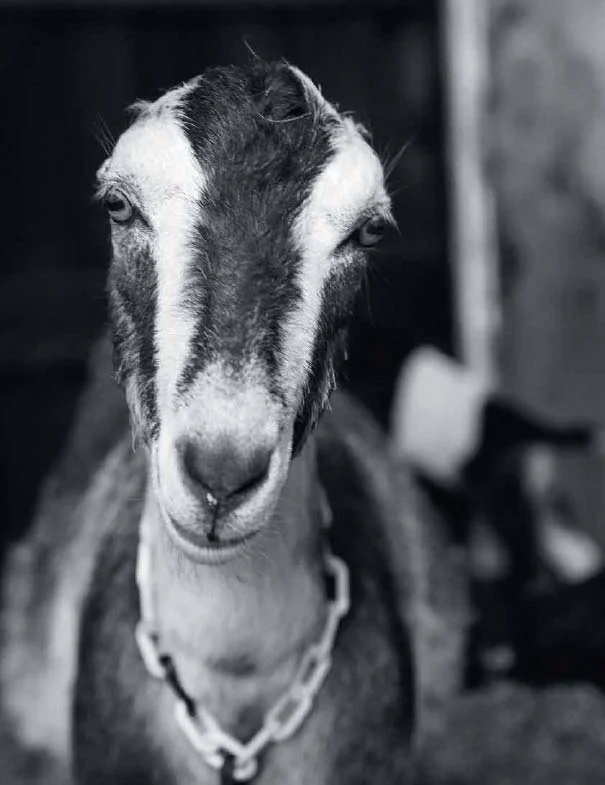 areGoatsChx