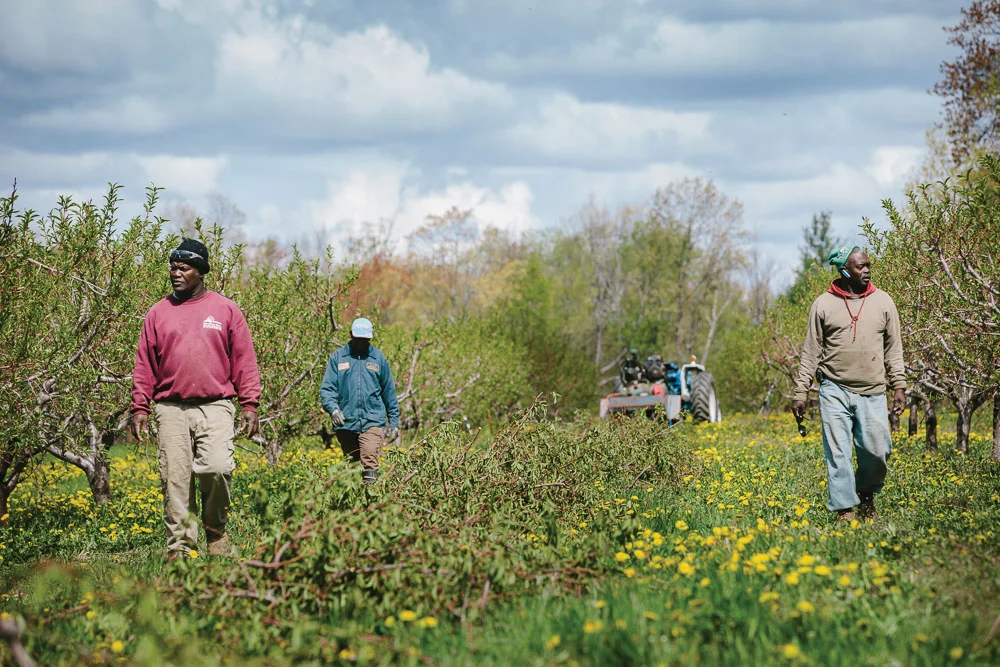 The Season's Fresh Crop