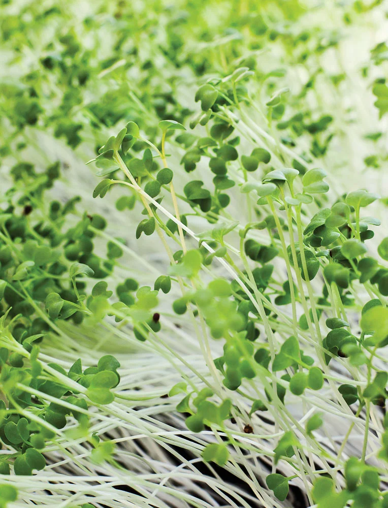 Tiny Greens Help Grow The Business