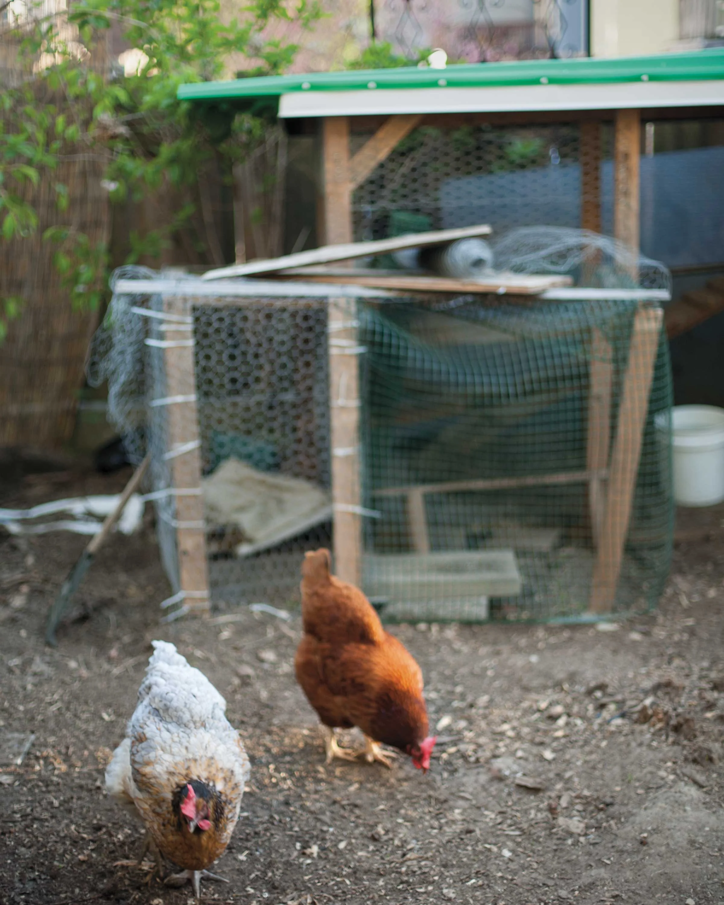 Urban Chickens *Are* Normal  