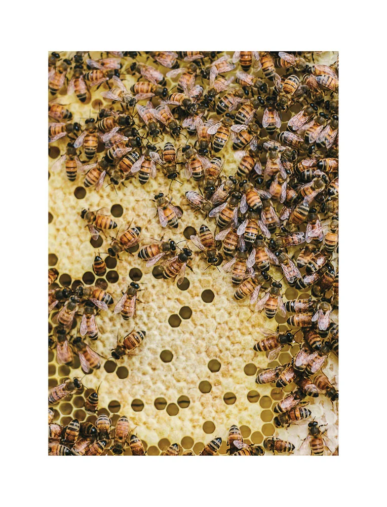 Milton's Billion Backyard Bee Project