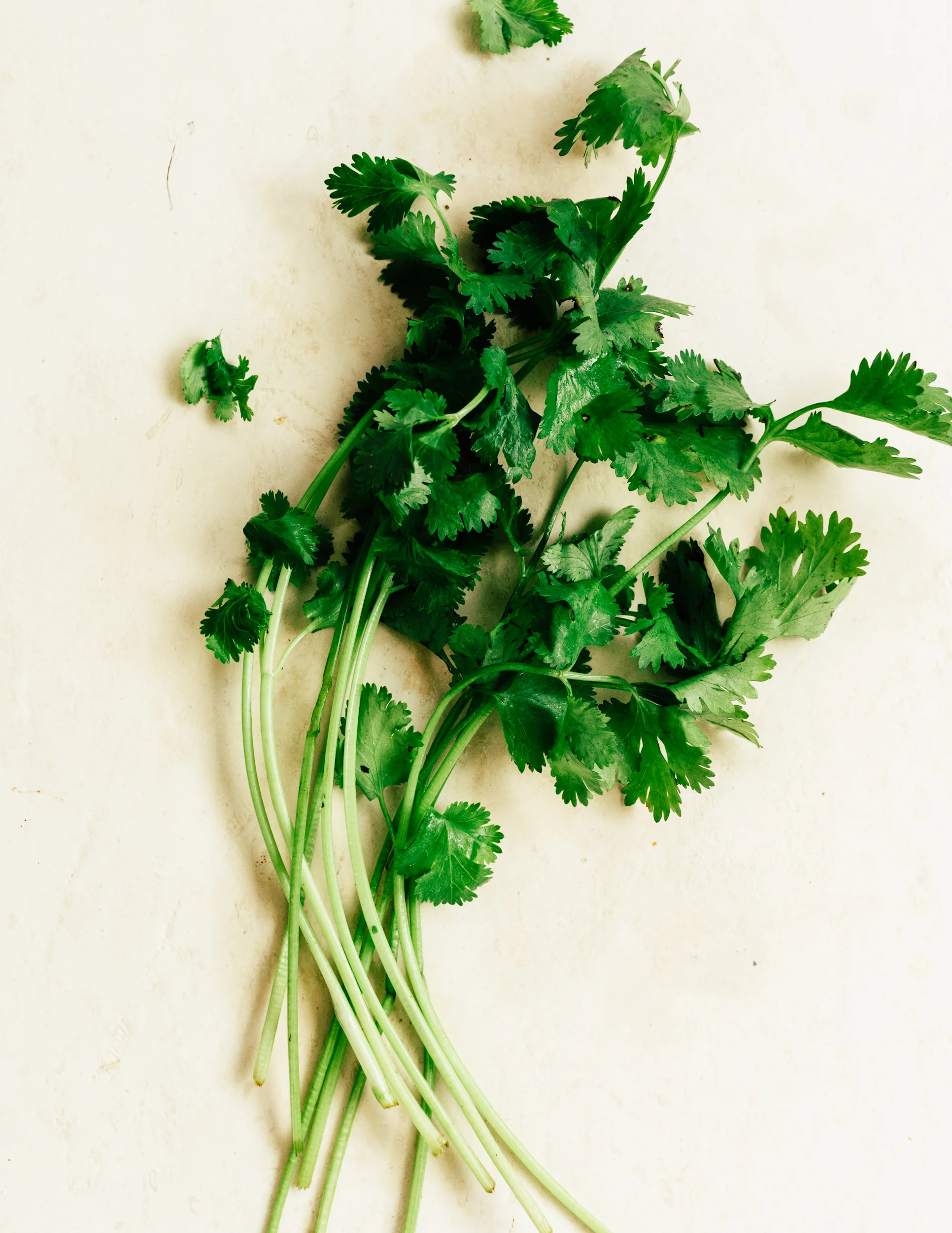 Ramen_Cilantro-7289_WEB.jpg