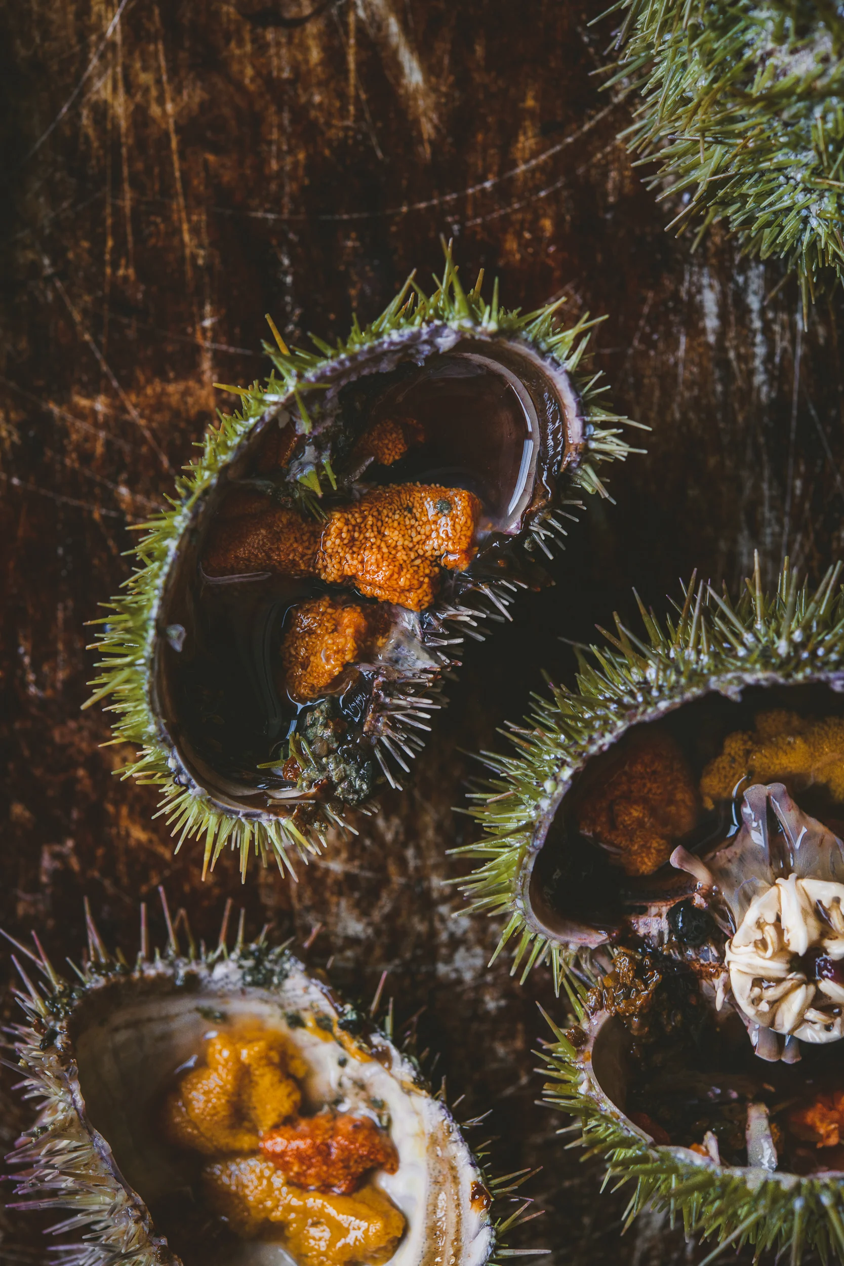 Diving For Sea Urchin with Dougie the Diver