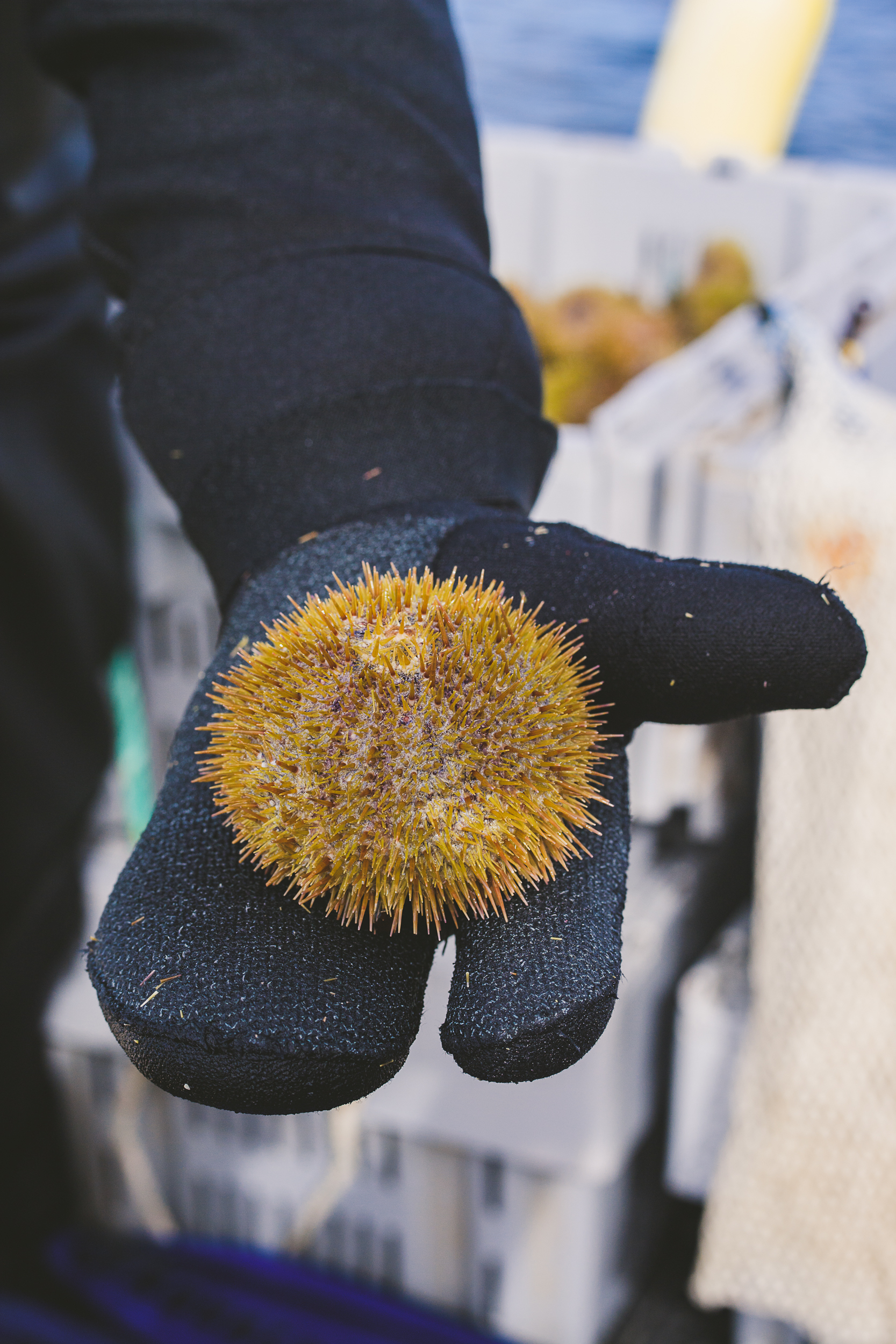 sea urchin Edible Boston-24_WEB.jpg