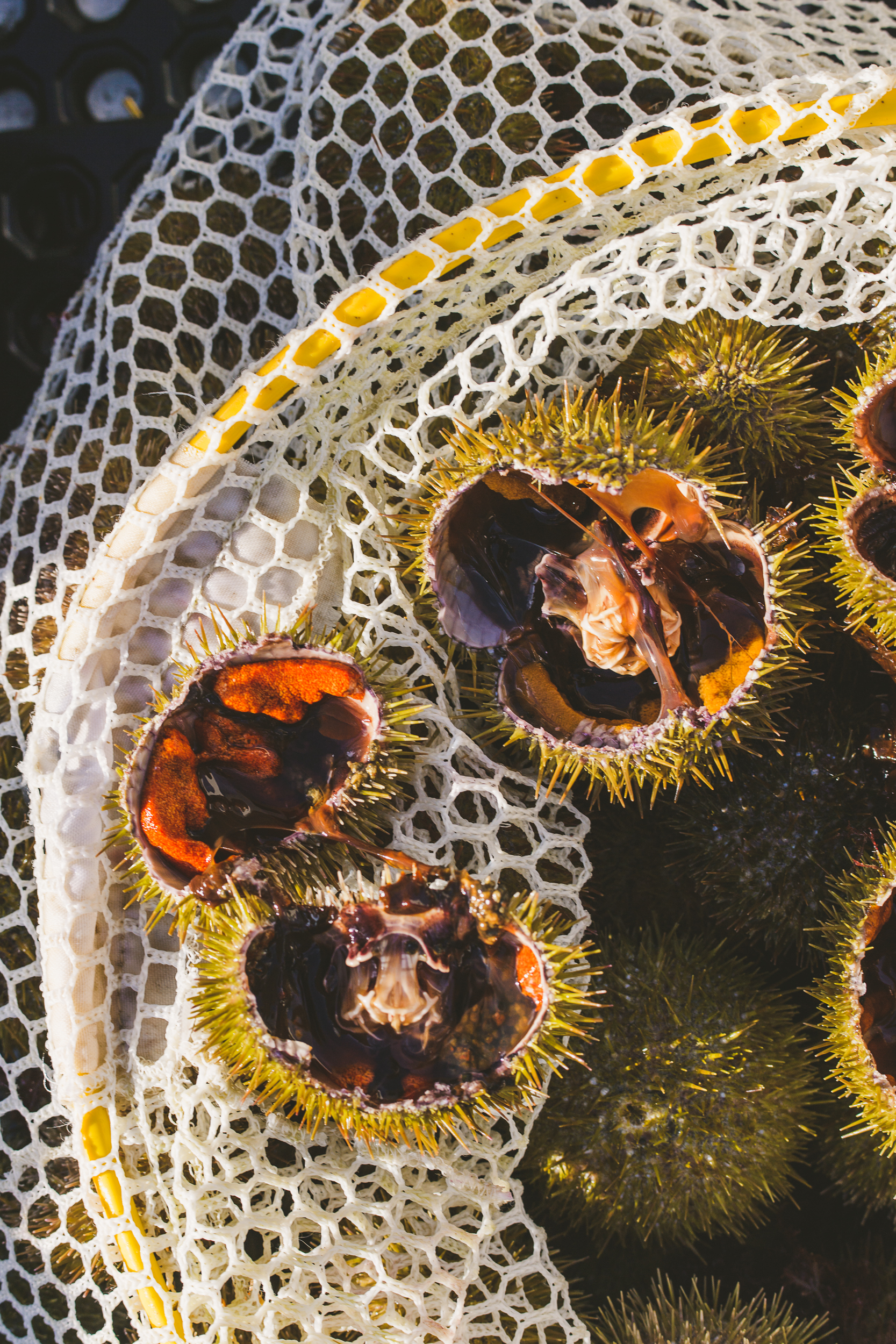 sea urchin Edible Boston-28_WEB.jpg