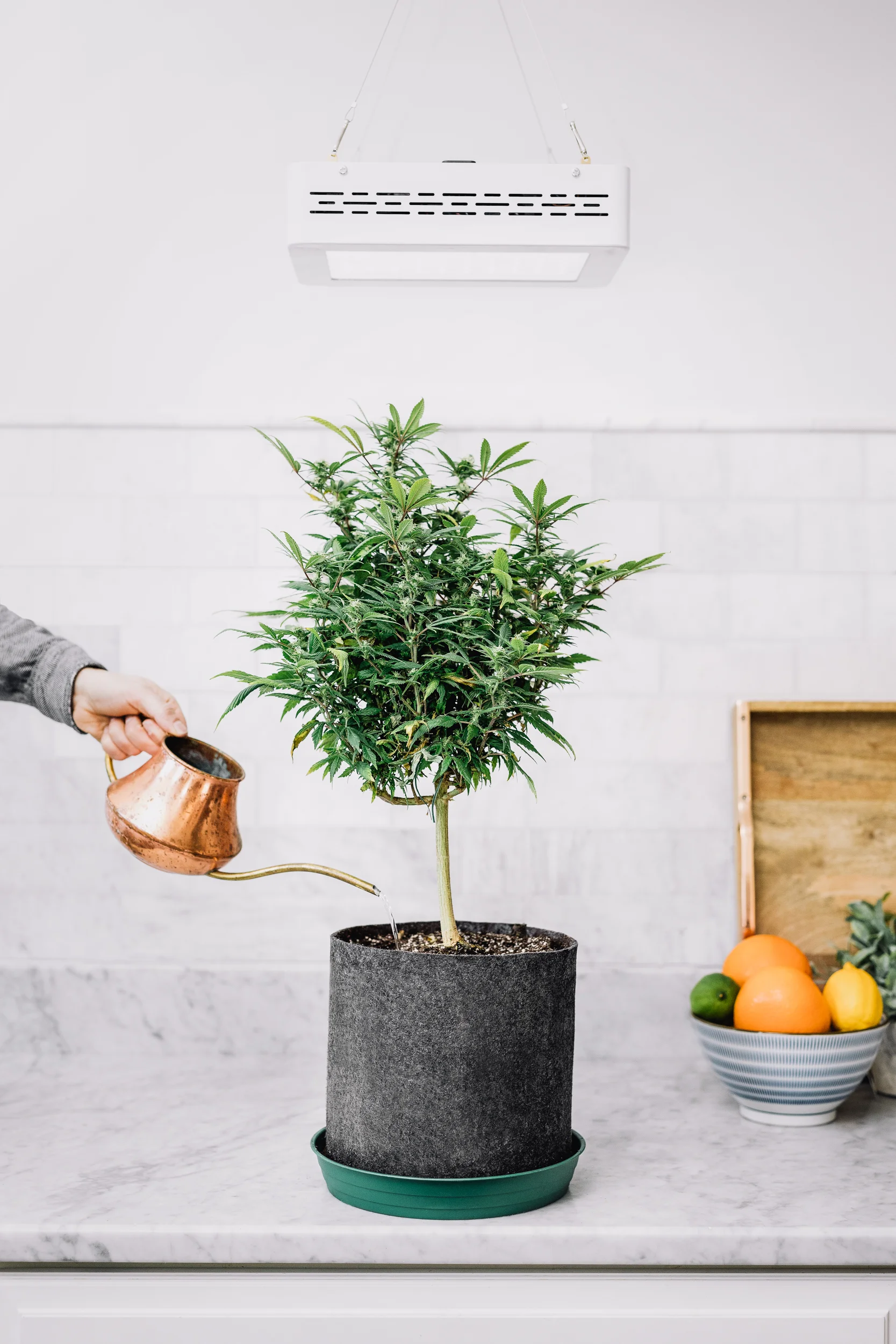 Potted Plants