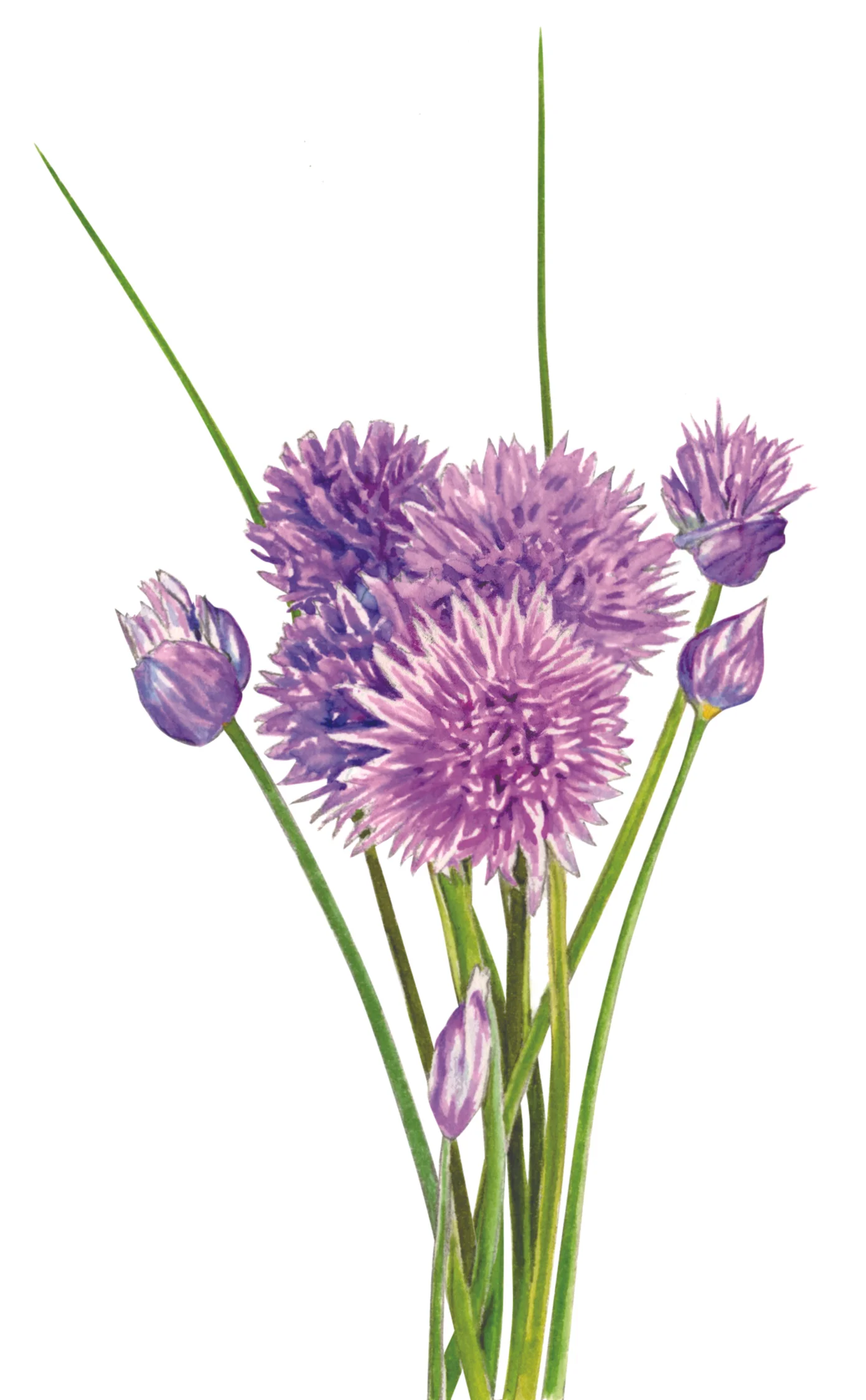 Chives.jpg
