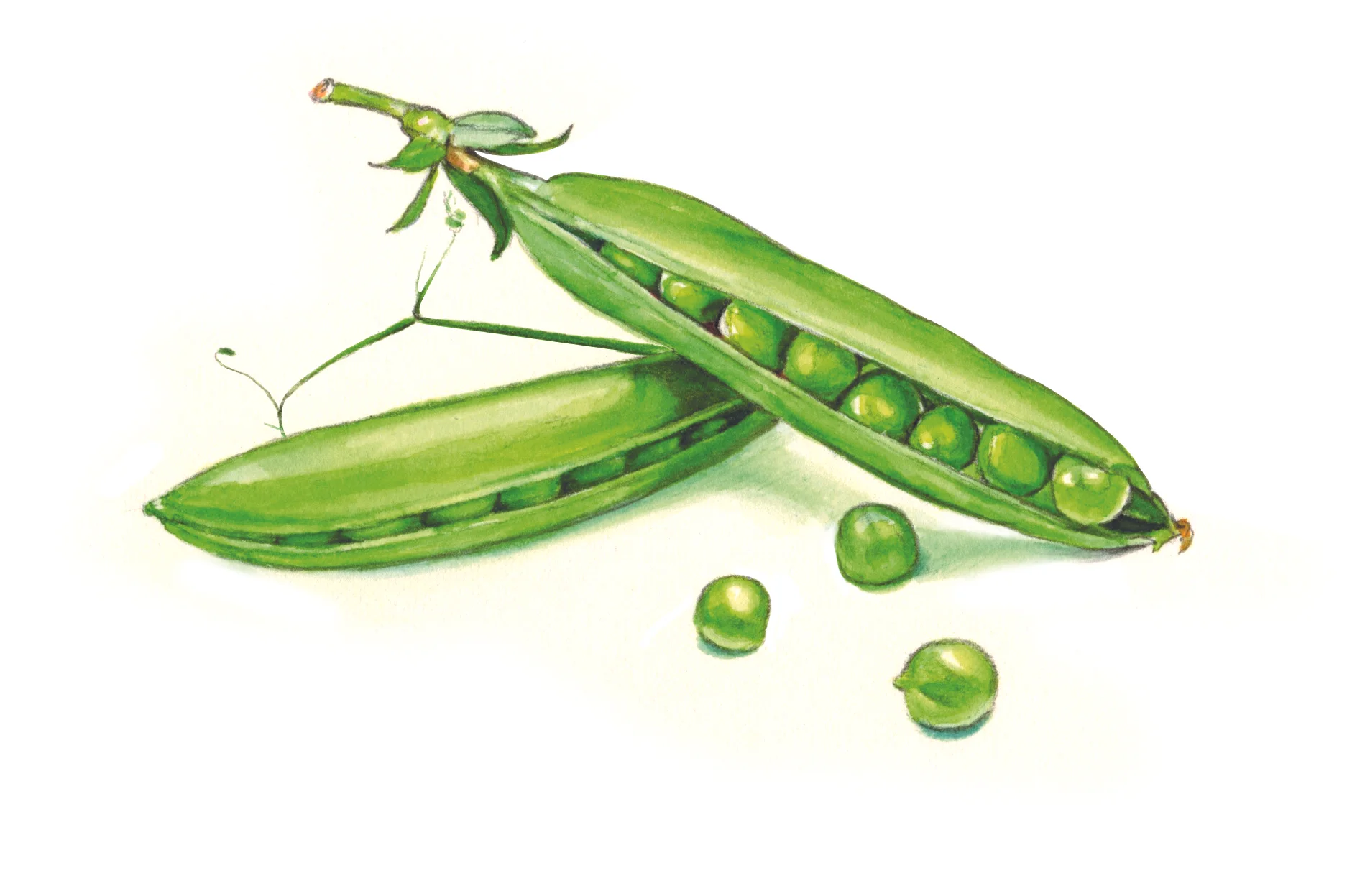 EnglishPeas.jpg