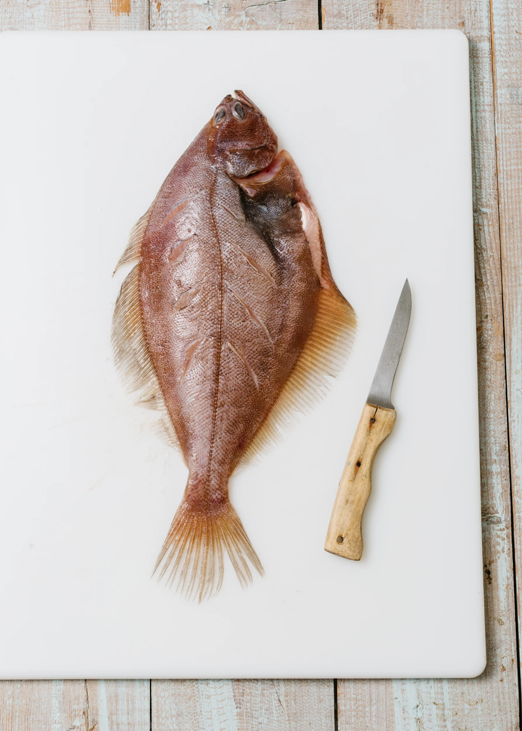 Flounder_Fennel-3481_WEB.jpg