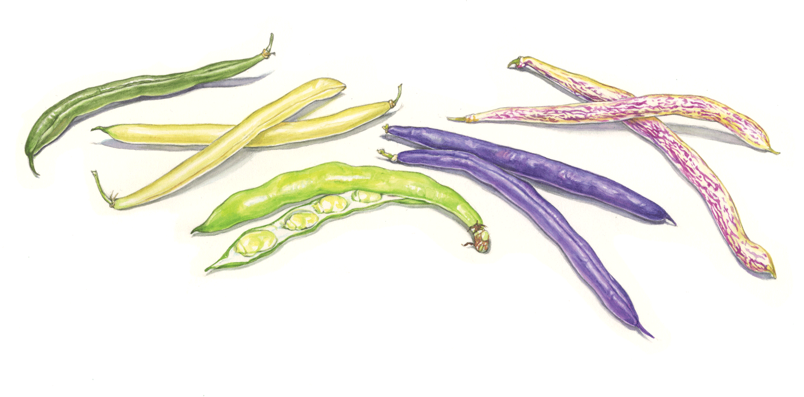 What's In Season: Summer Beans
