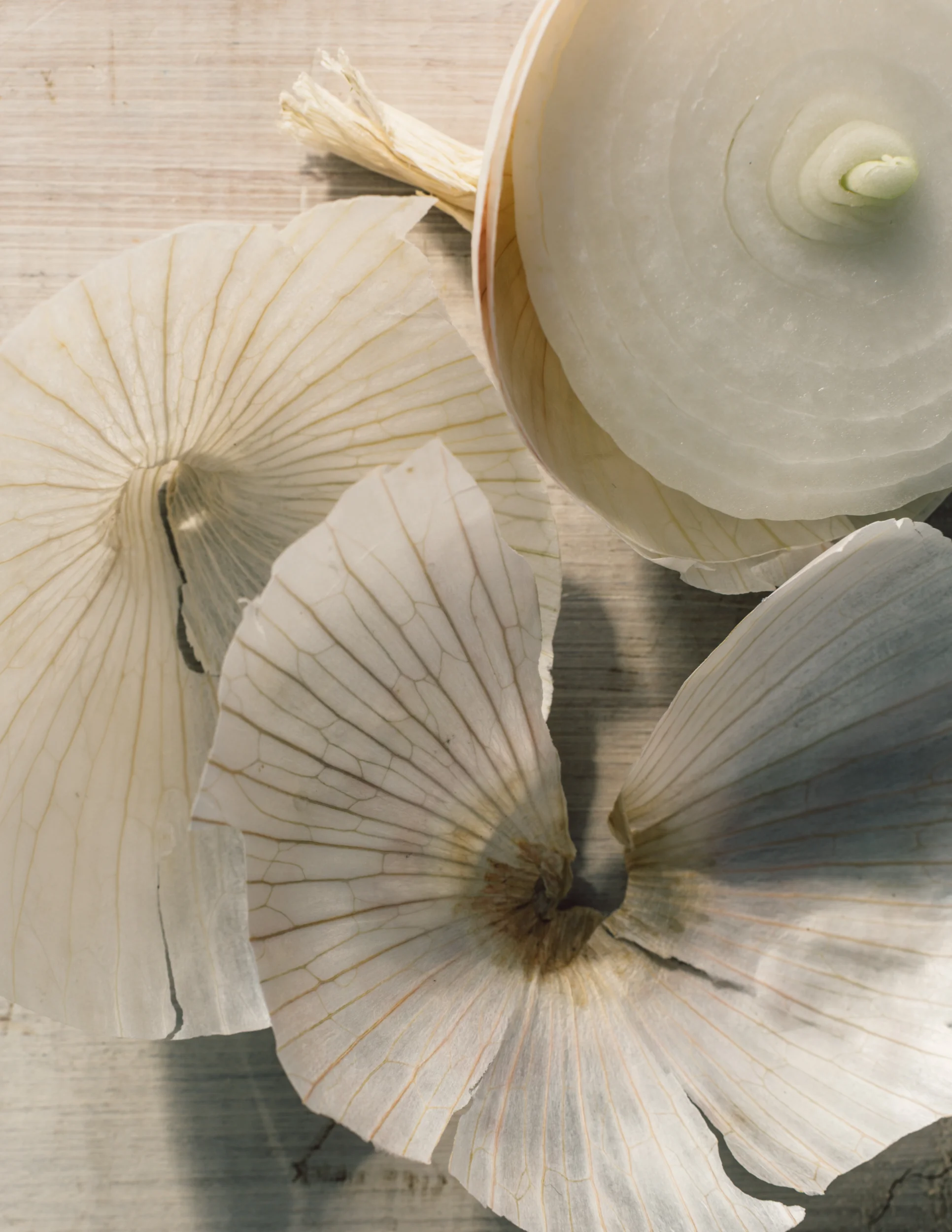 Readers Recipe Contest: Alliums, the Onion Family