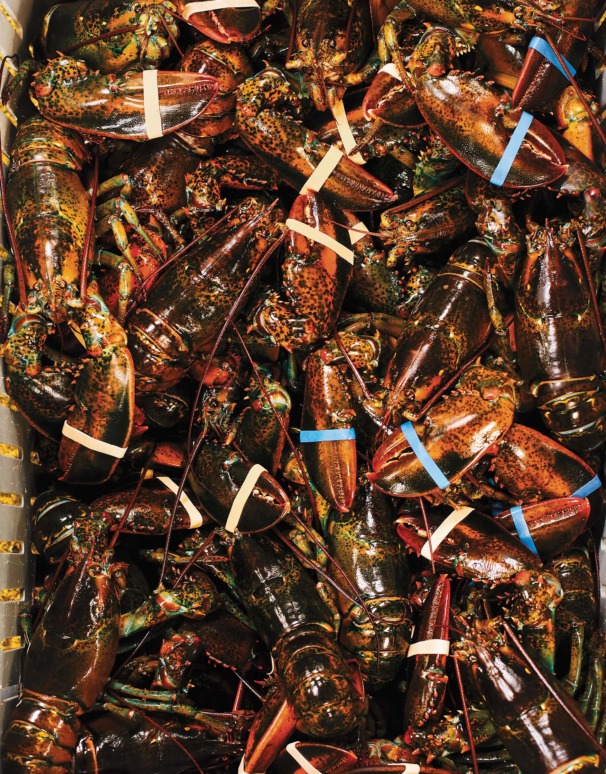 Keeping Gloucester's Lobster Business Thriving: Mortillaro's Lobster