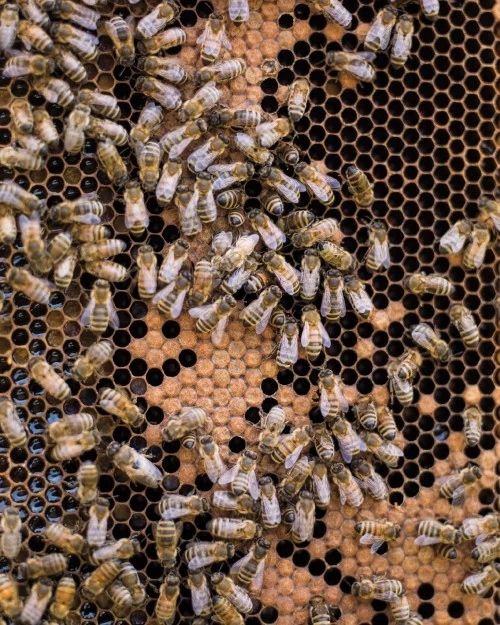 The Reason I Keep Bees