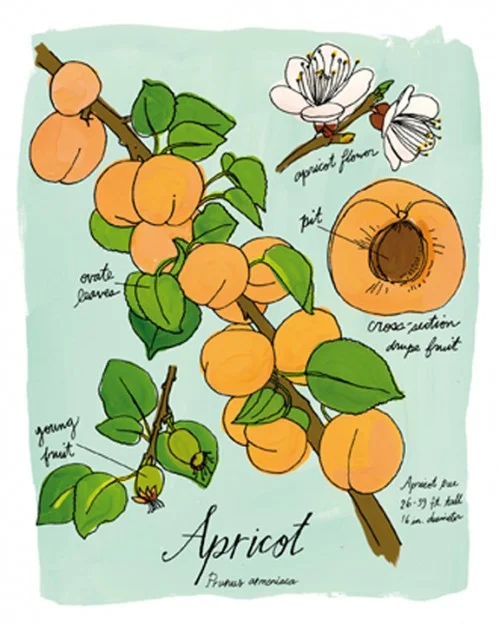 Edible Traditions: Apricots
