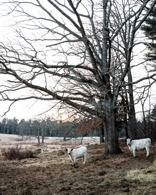 A Happy Herd at Appleton Farms