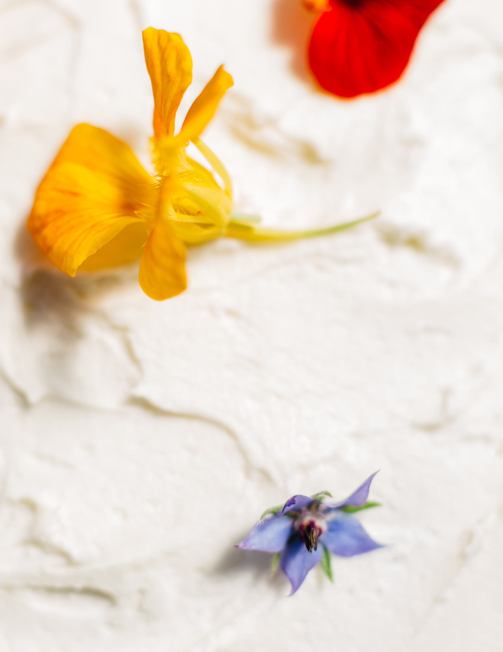 SheetCake-7411_WEB.jpg