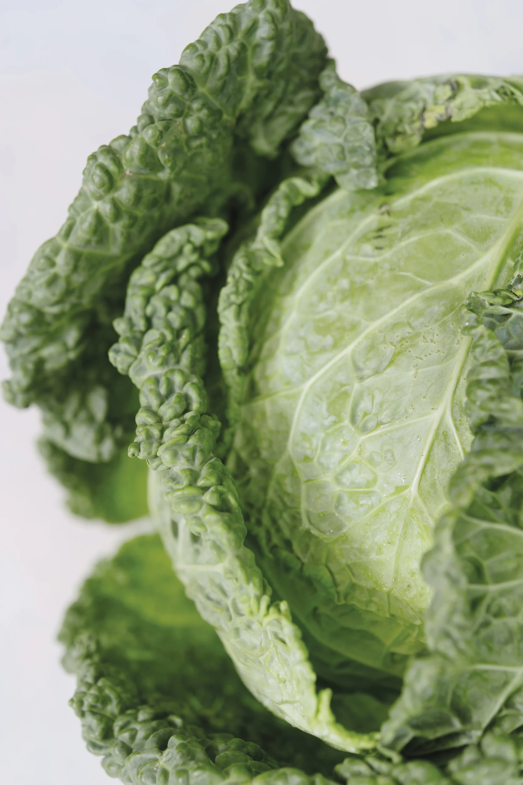 What's In Season Savoy Cabbage — Edible Boston