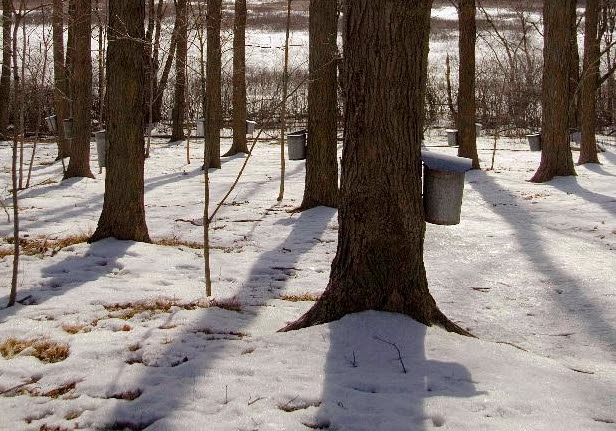 One Ingredient: Maple Syrup