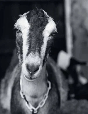 Are Goats the New Chickens?