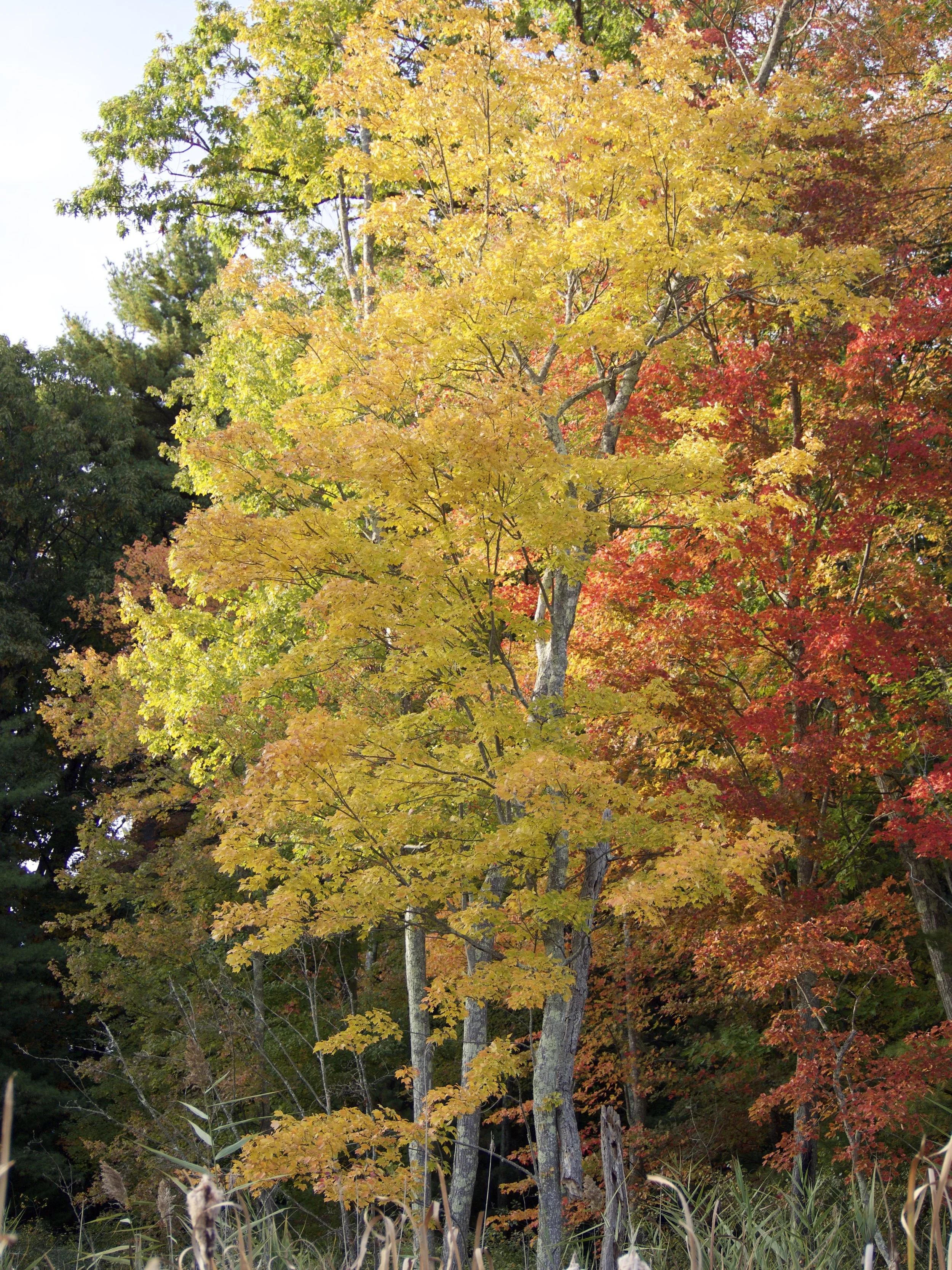 Fall 2016 Letter from the Editor