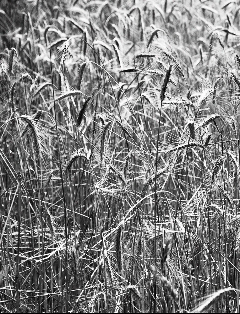 Against the Grain: Alprilla Farm Revives the Lost Art of Growing Wheat on a Small Scale