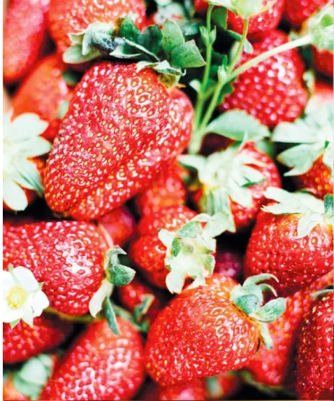 Strawberry-Rhubarb Muffins