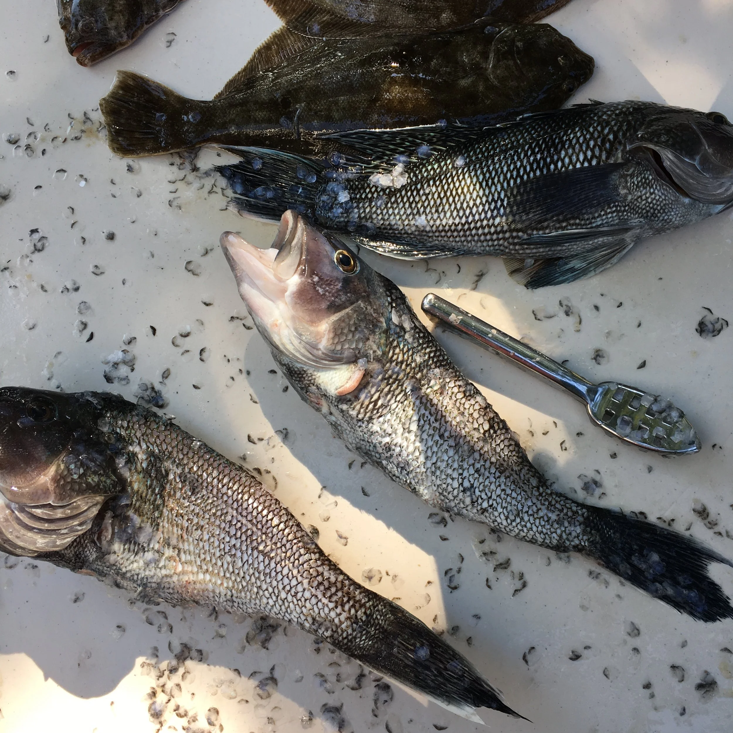Chatham Striped Bass with Littleneck Clams