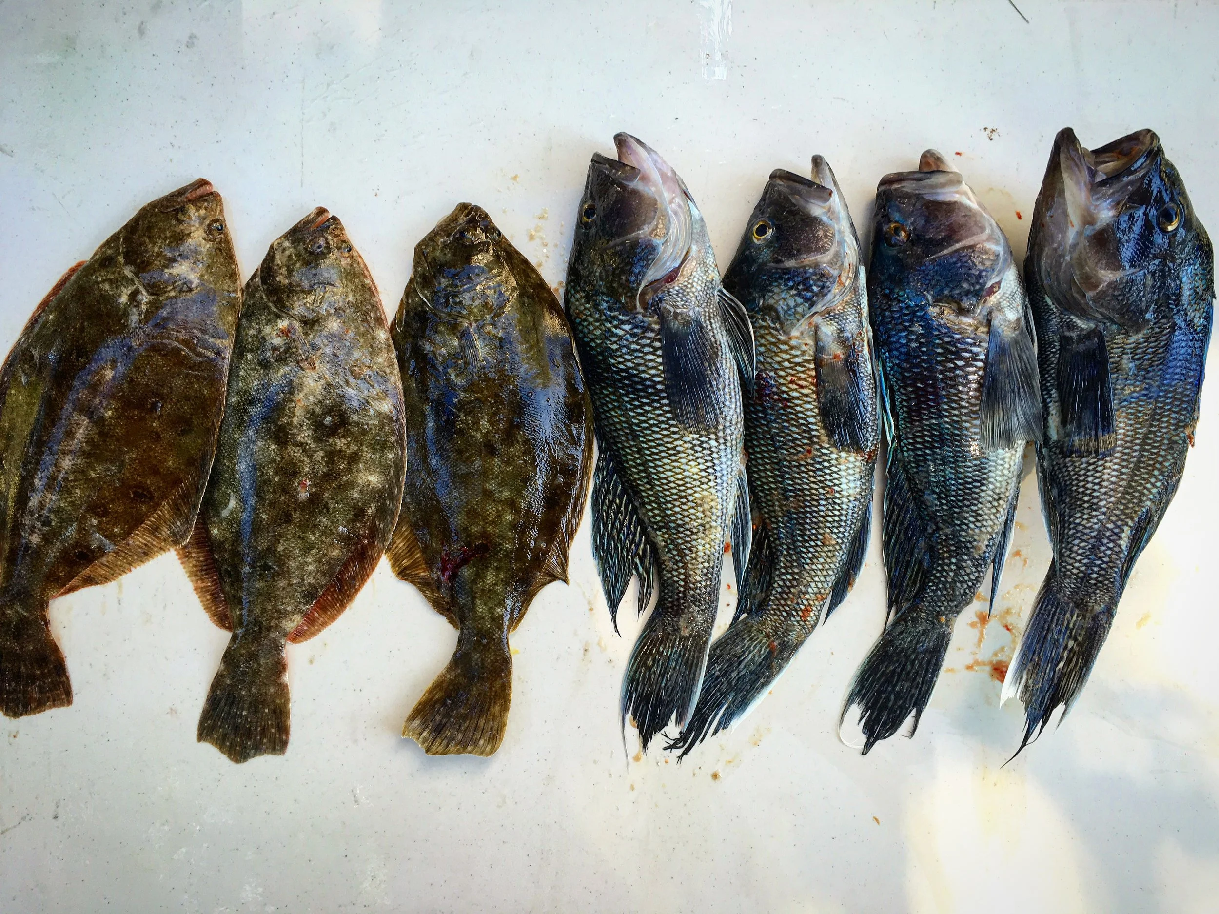 Wild Striped Bass with Summer Succotash