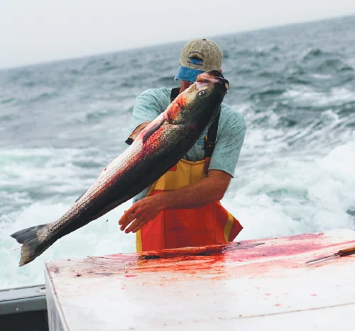 Reeling in Stripers