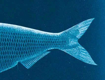 Edible Traditions: Shad in the Charles River