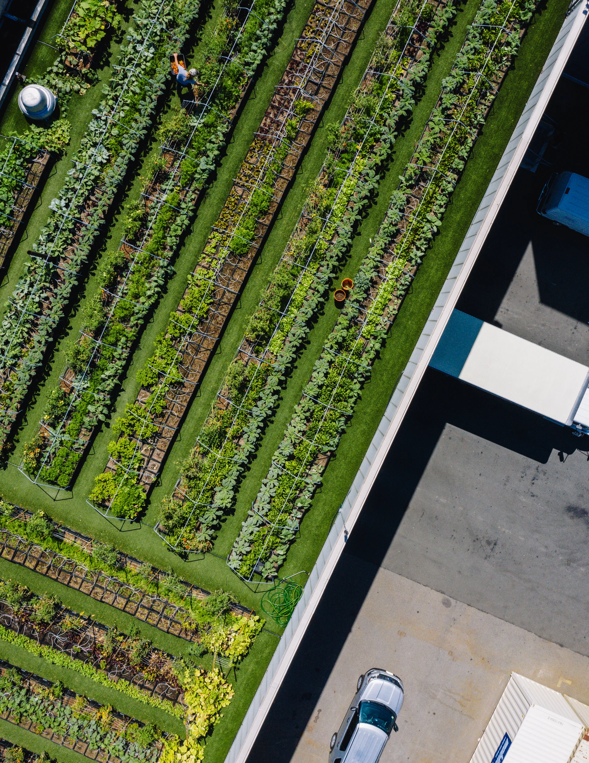 The Hospital Rooftop Farm