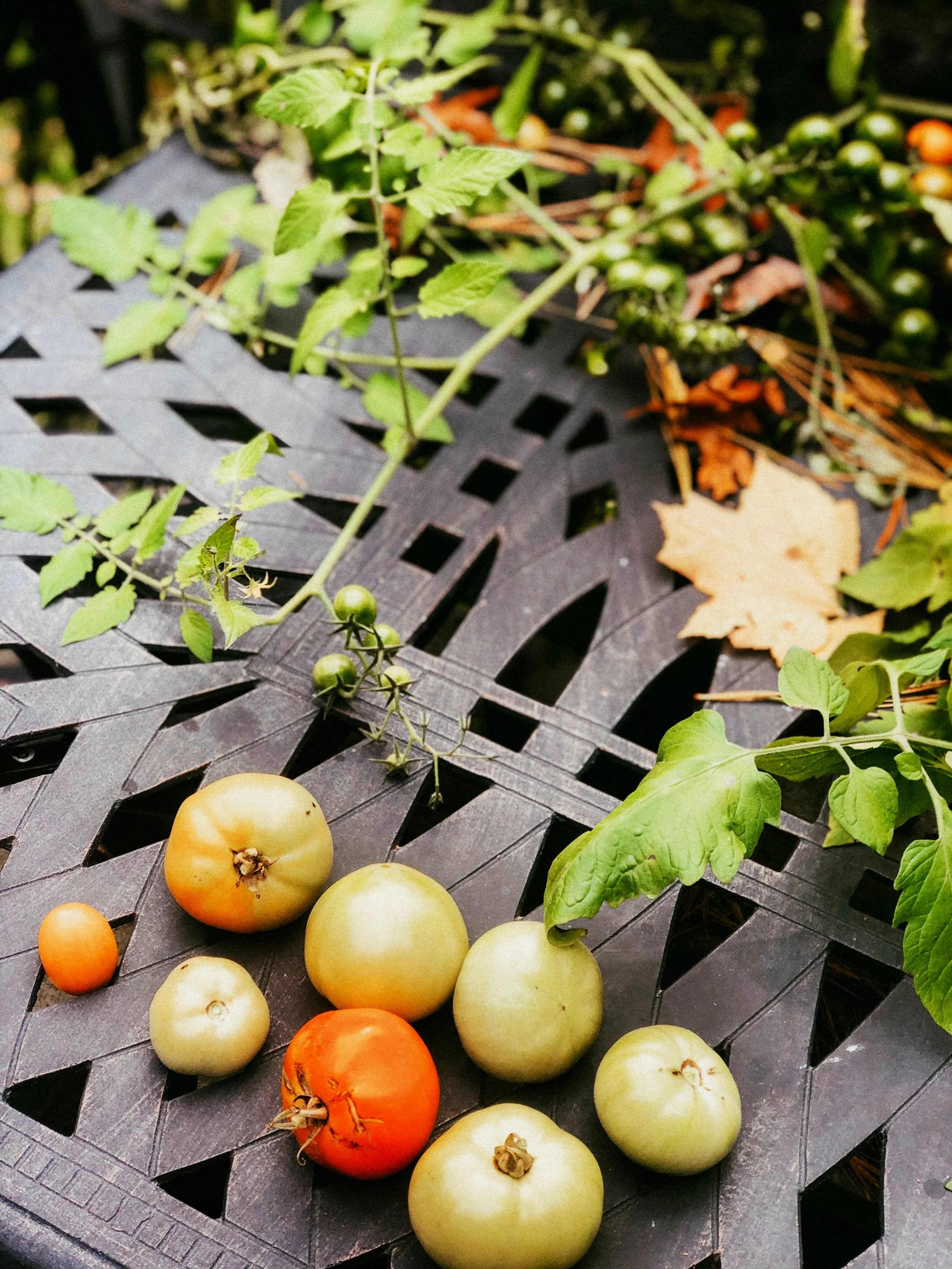 Waste Not, Want Not: A Green Tomato Rescue