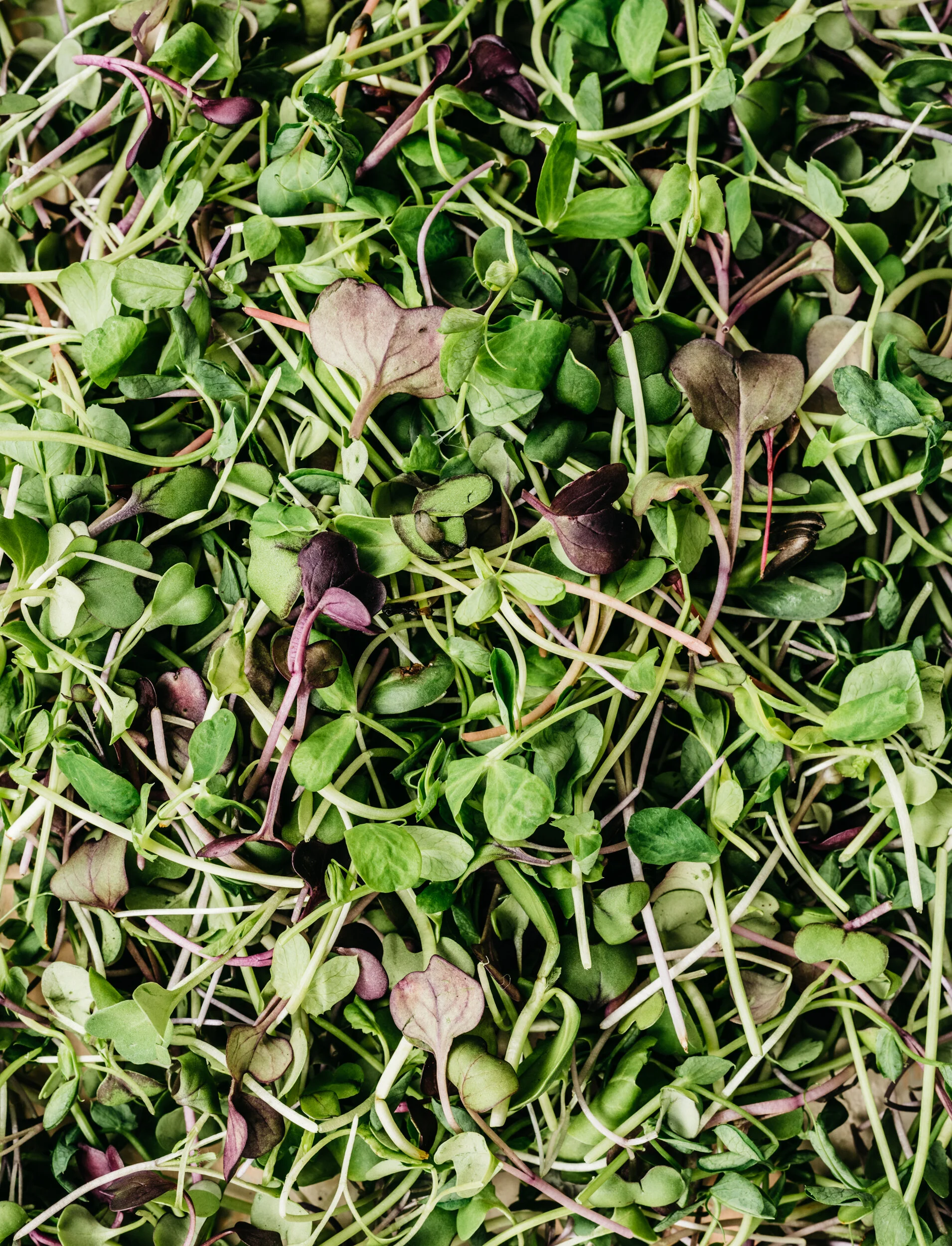 One Ingredient: Mighty Microgreens, Small Footprint
