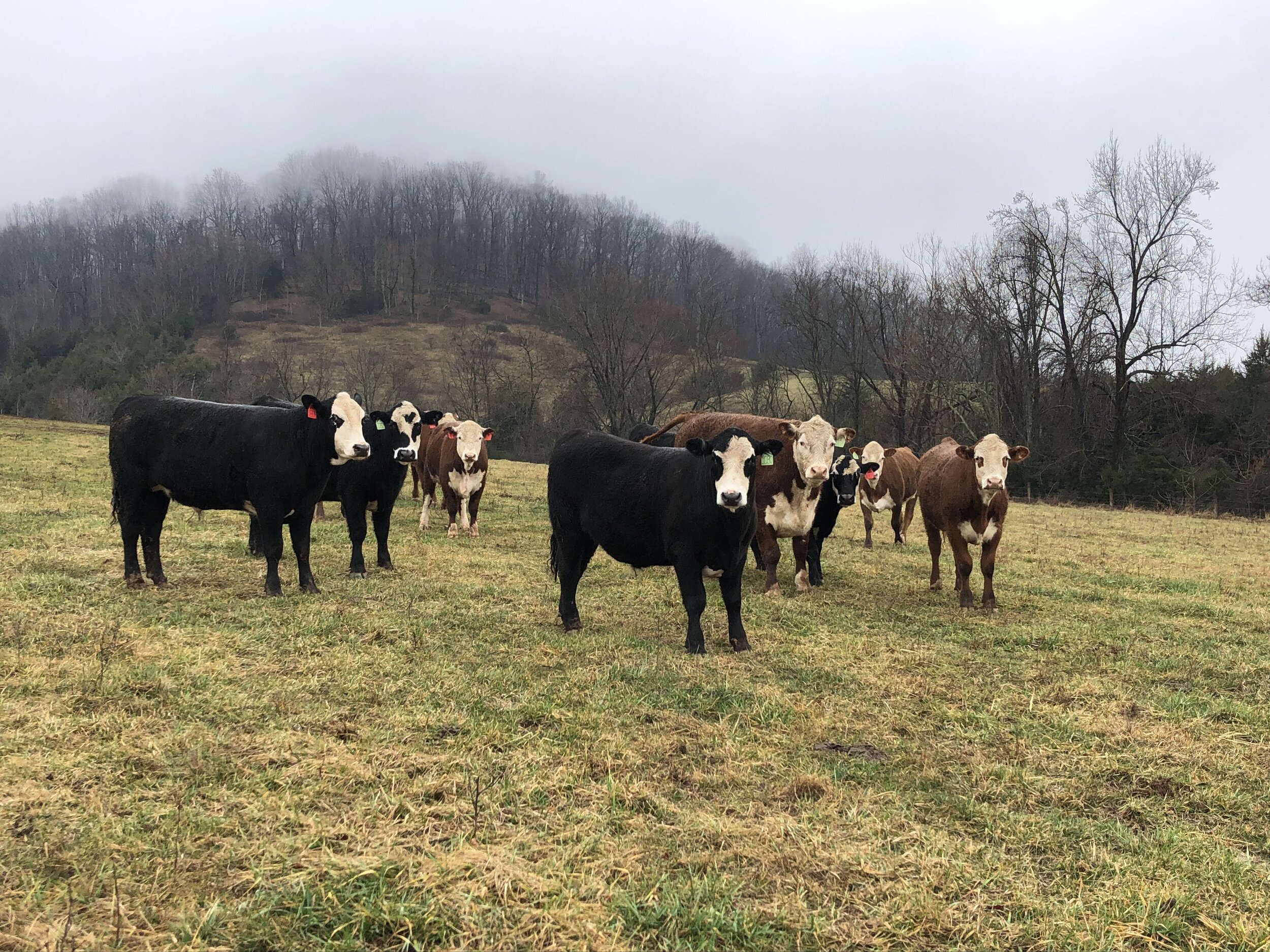 No Farms, No Food: How American Farmers Are Faring in the Fight Against Covid-19