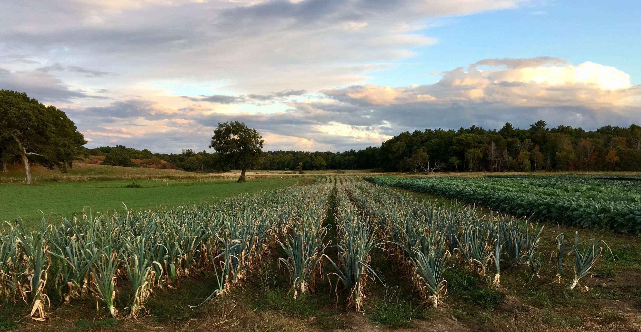 Farm Fresh: The Trustees of Reservations expand CSA programs to offer more fresh produce during pandemic