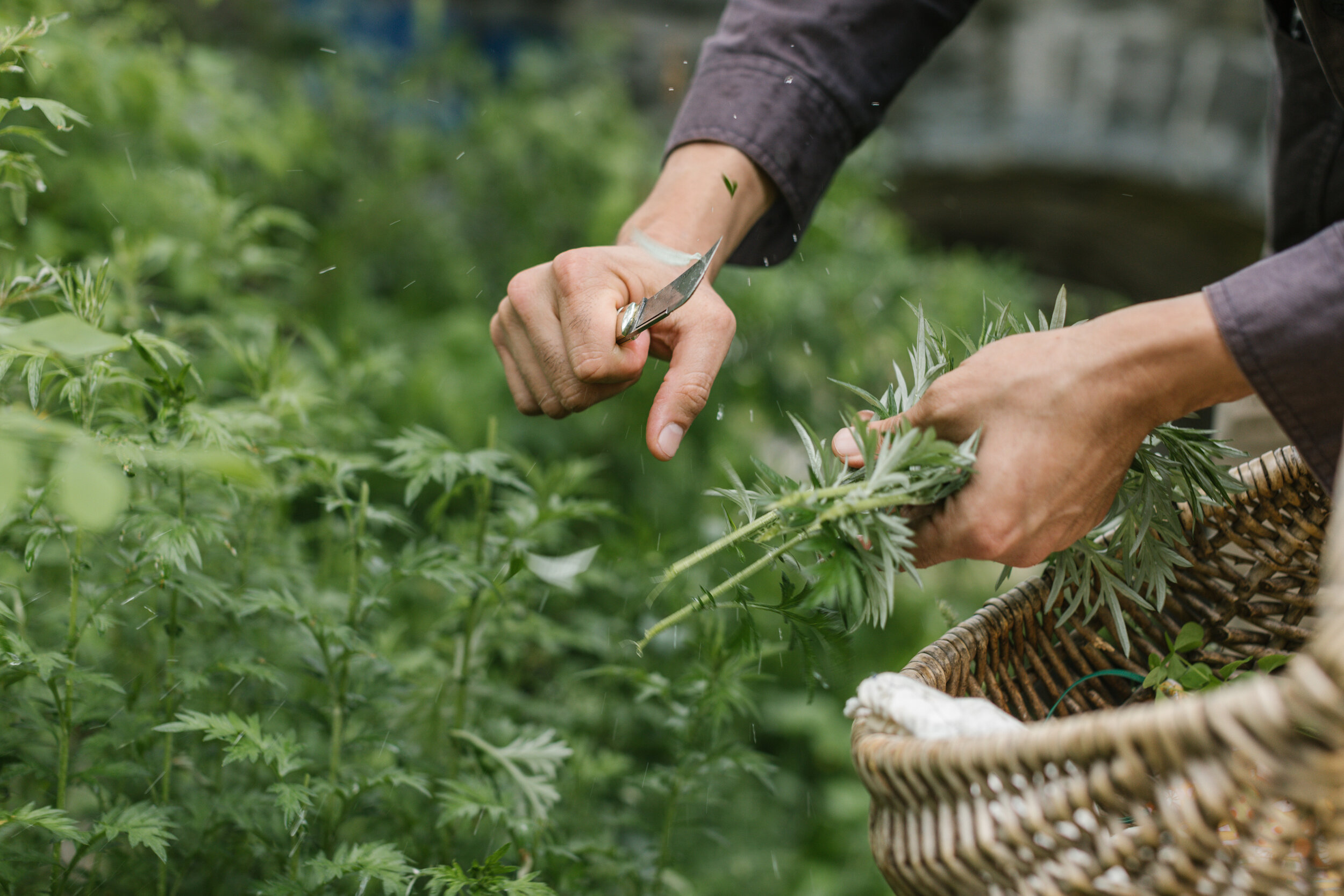 How-to: Urban and Suburban Foraging