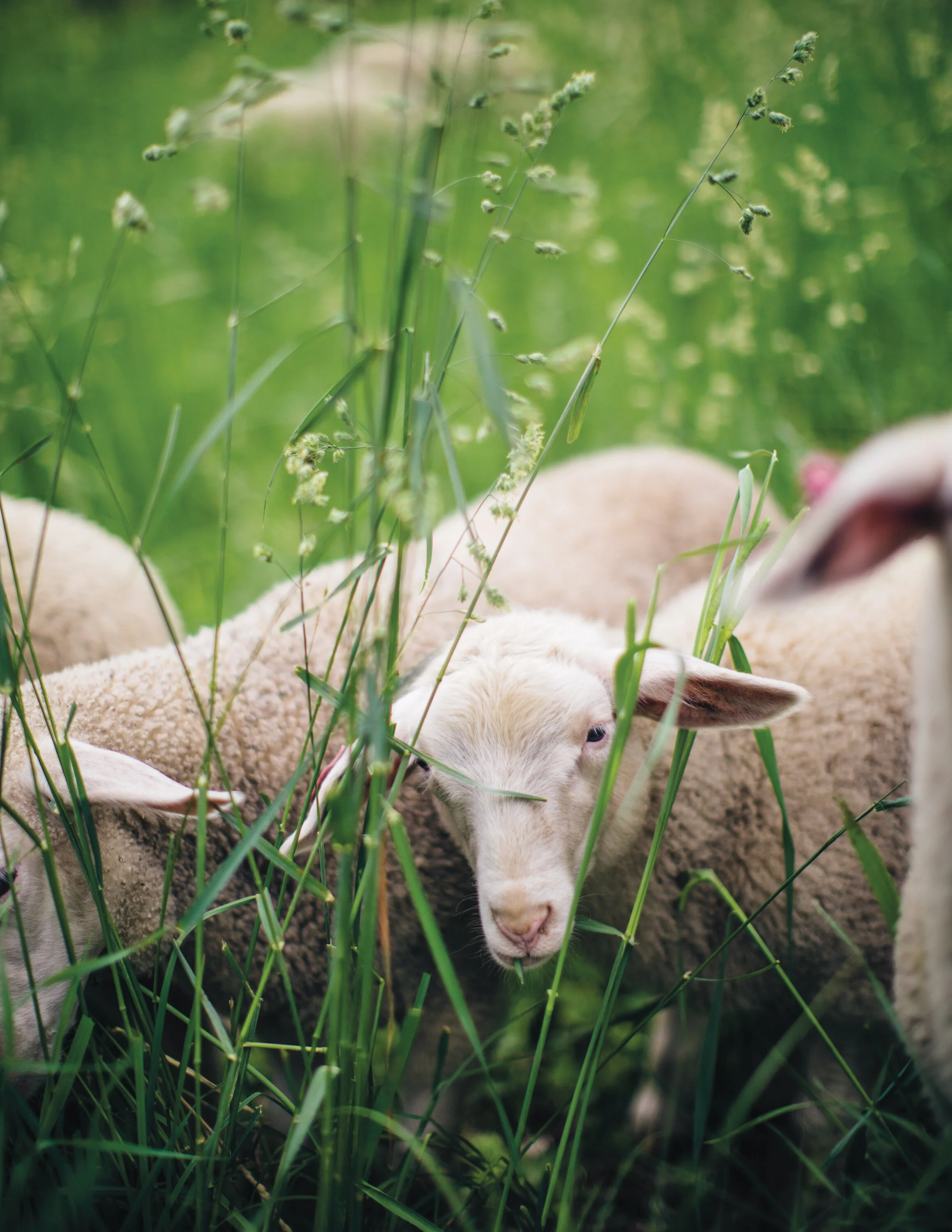 Lillooet Sheep and Cheesery