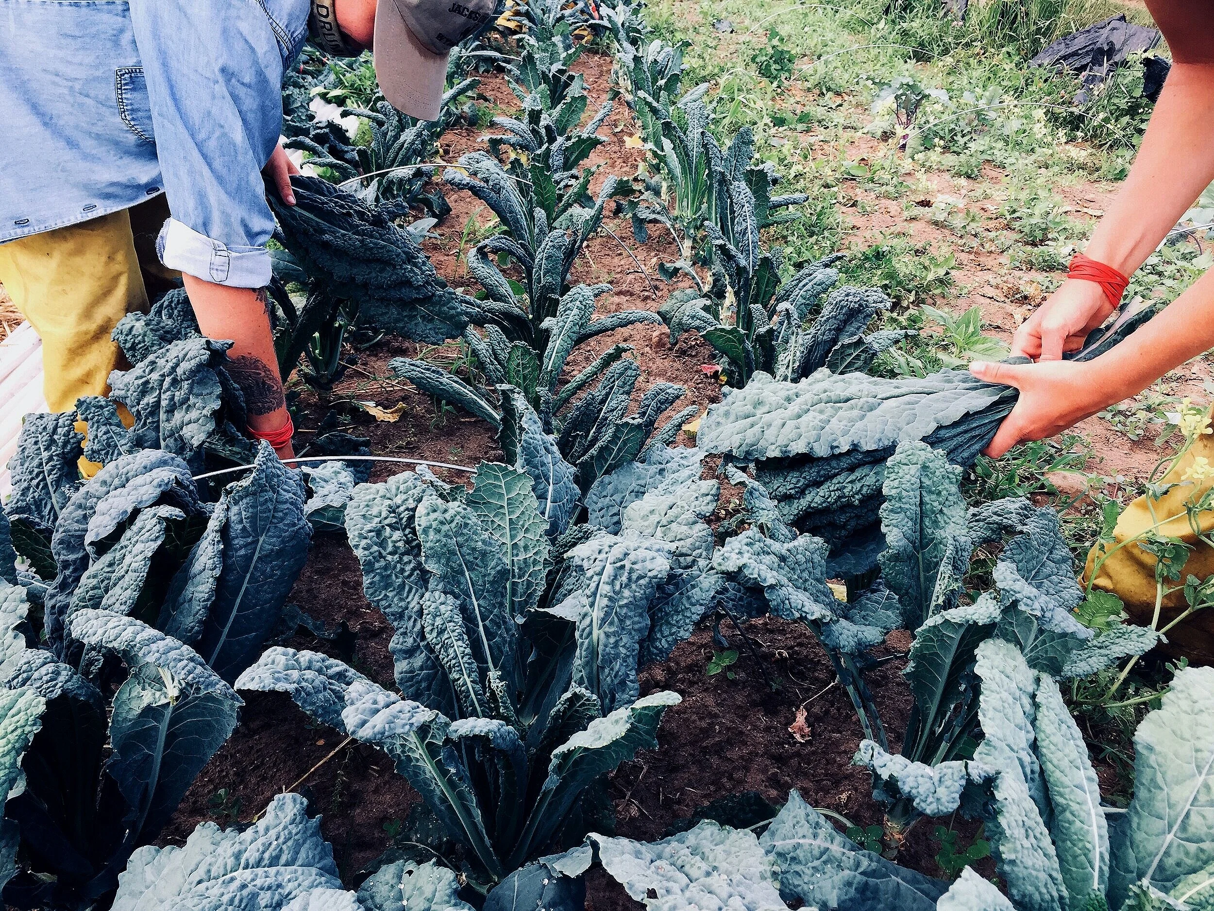 Mass Audubon's Drumlin Farm Feeds the Hungry