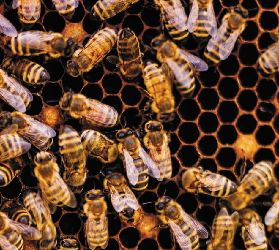 Bees Mean Business