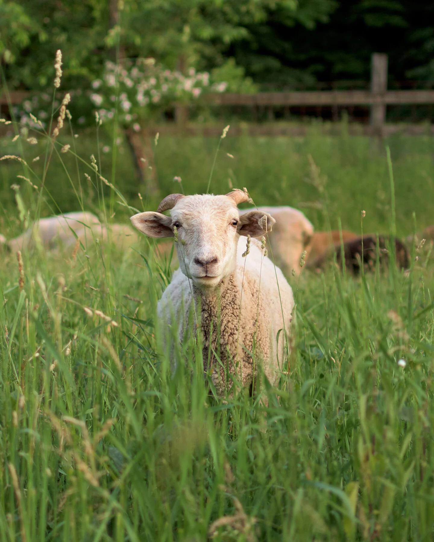 Herd Supply Co_Sheep Portrait_4X5_72 dpi.jpg