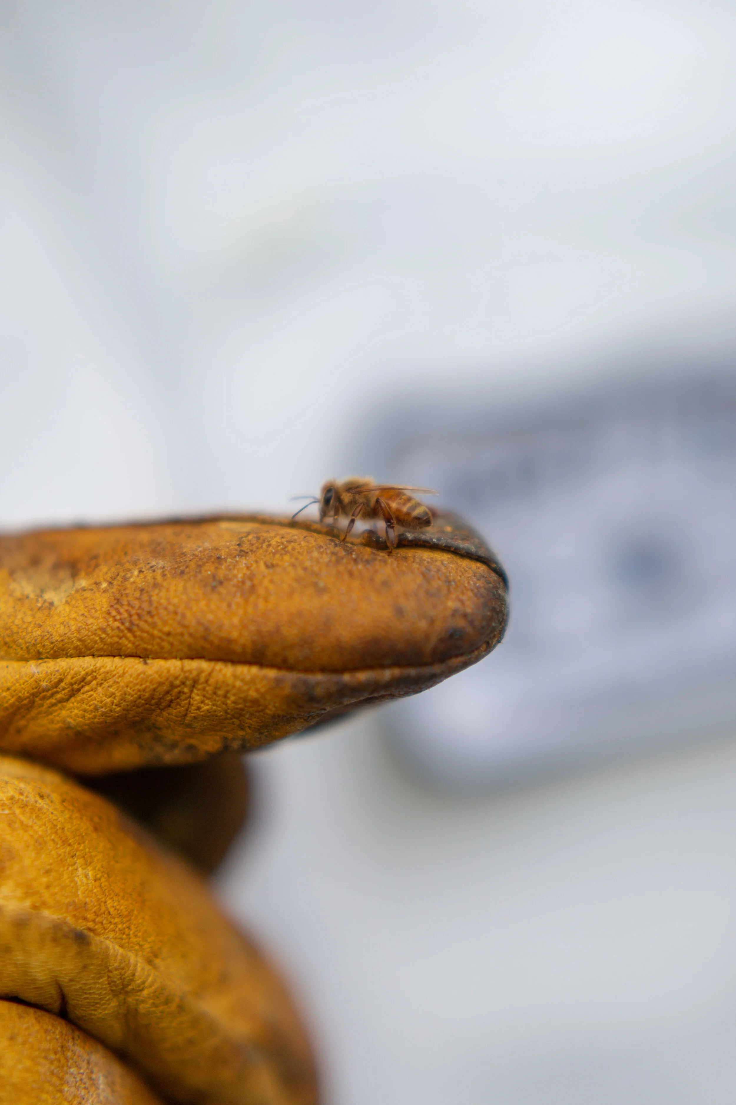 BestBees_BourdonApiary_Edible.jpg